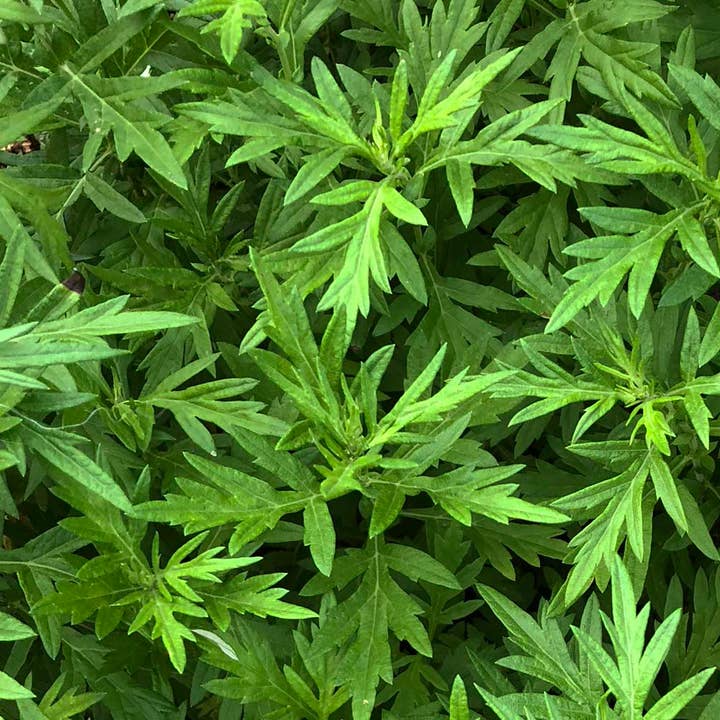 Smoke Camp Crafts - Wholesale Live Plant - ORGANIC Mugwort Plant, (Artemisia vulgaris) 2.5- pot