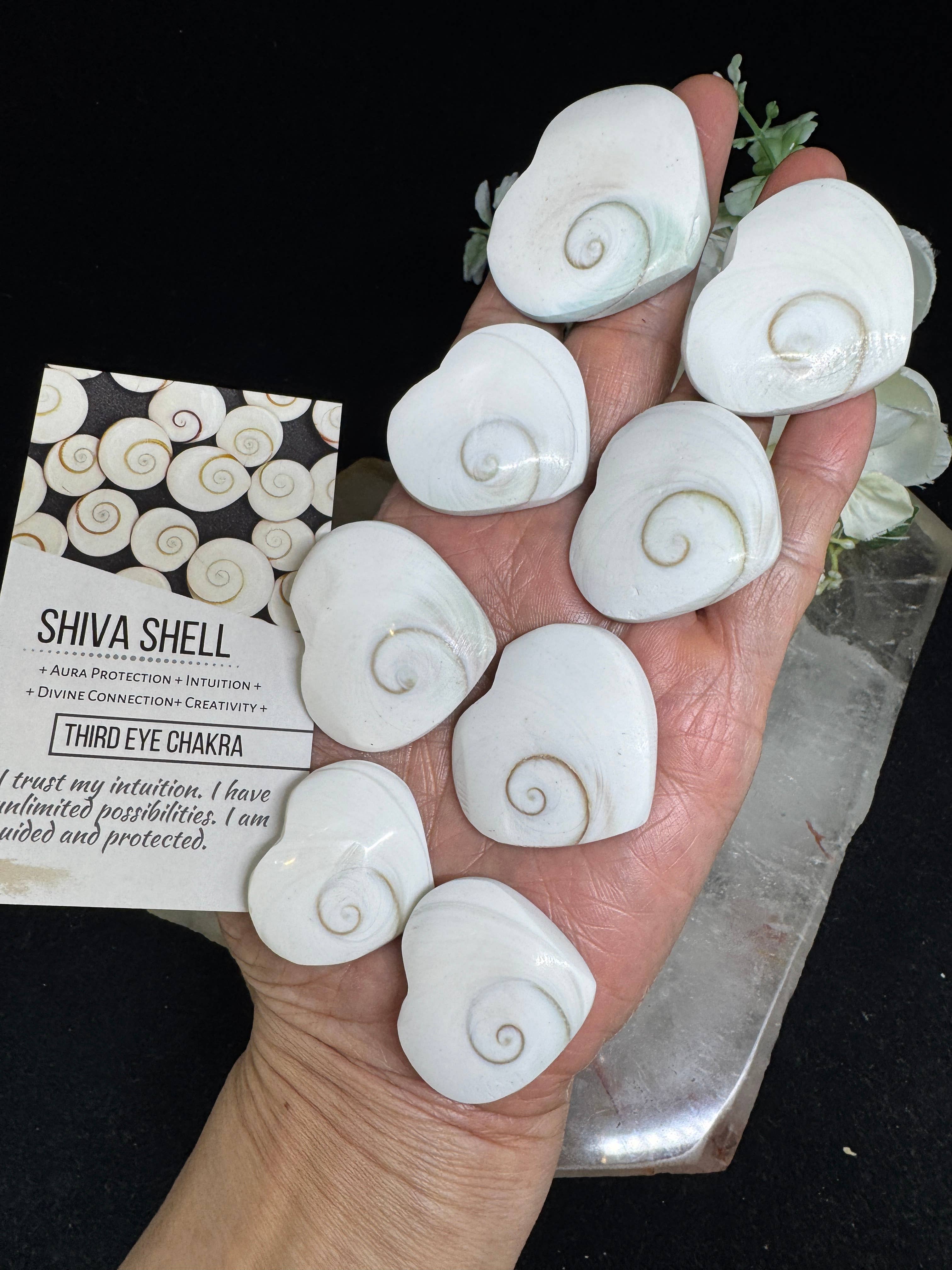 The 7 Directions - Wholesale Spiritual Stone/Crystal - 8 pc Shiva Shell hearts with info card 26-40 mm FX16
