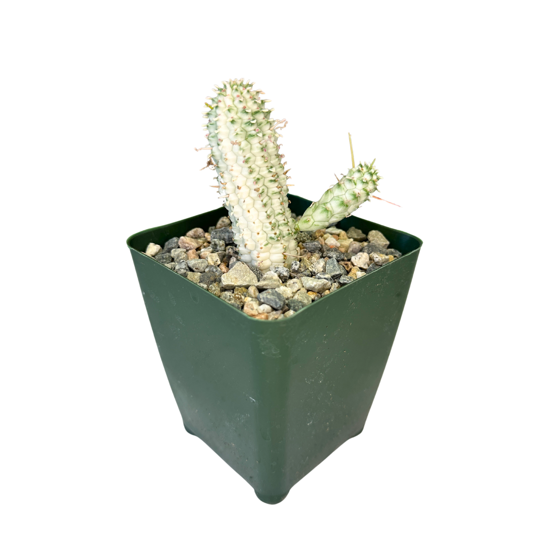 Flow State - Wholesale Succulent - 4" Euphorbia Mammillaris Variegata 'Corn Cob Cactus' – Plant5