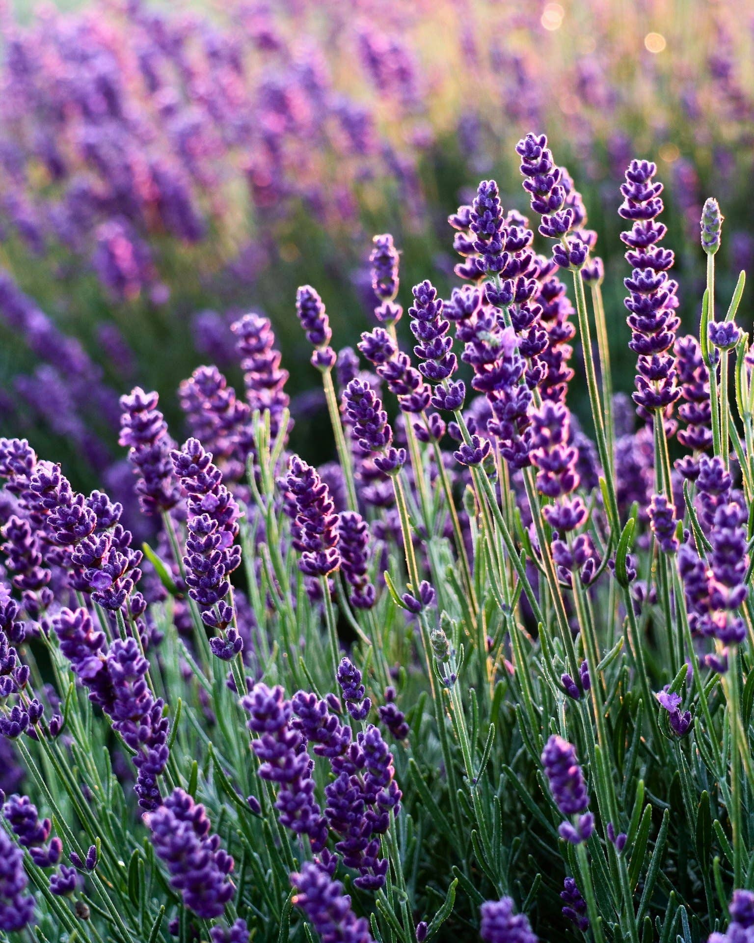 Blooming Wild Botanicals - Wholesale Bath/Body Oil - Summer Night's  Botanical Body Oil | Lavender2