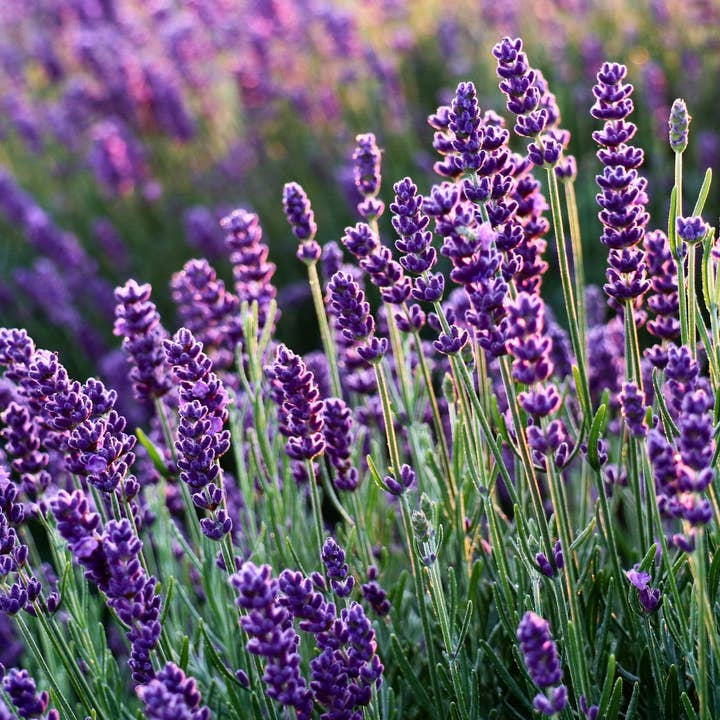 Blooming Wild Botanicals - Wholesale Bath/Body Oil - Summer Night's Botanical Body Oil | Lavender2