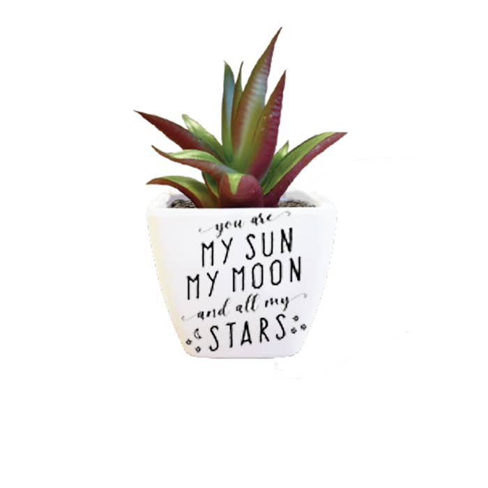 The H&H Group - Wholesale Succulent - Sentiment Succulent - You Are My Sun0