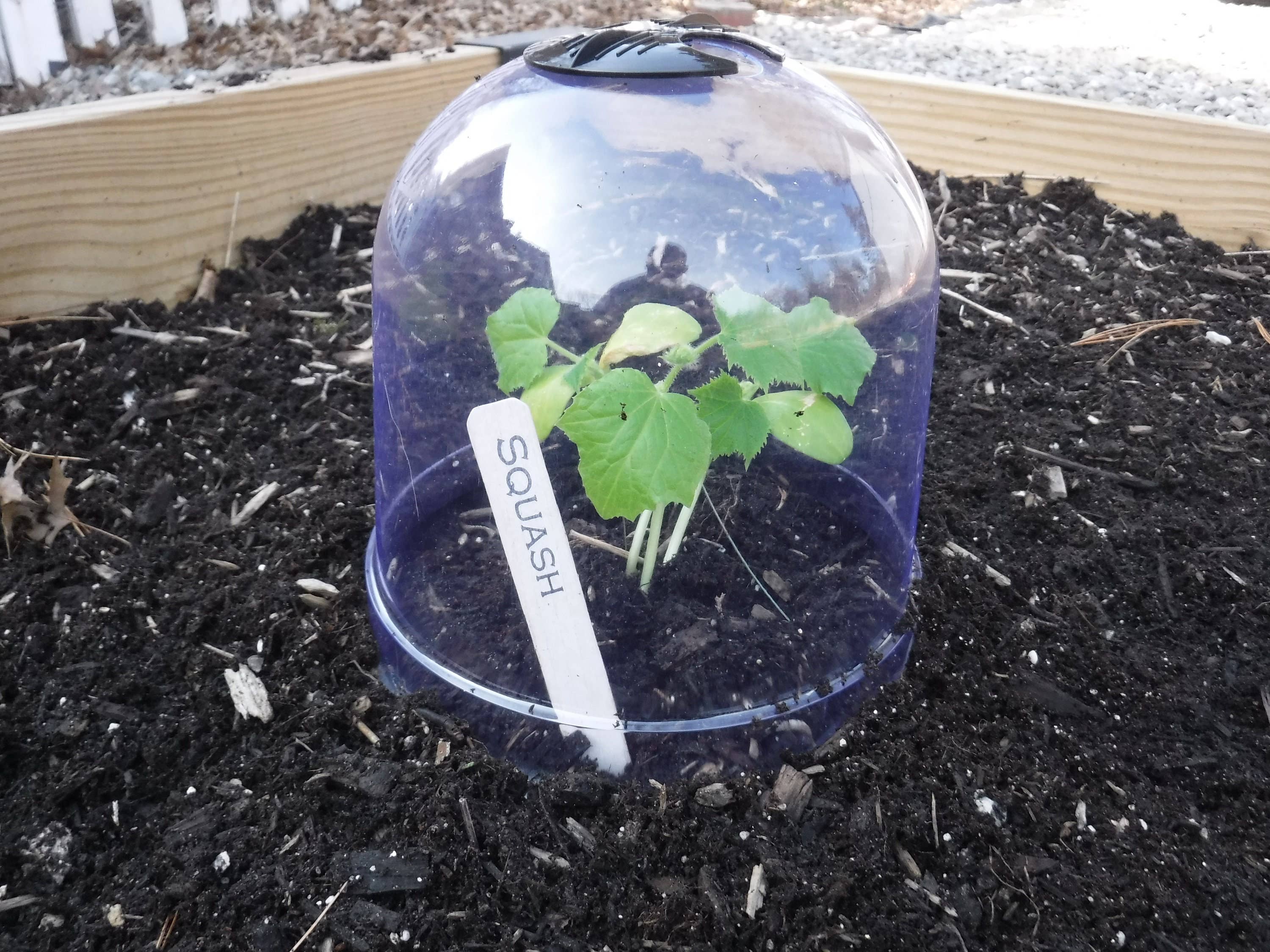 Gardinnovations - Wholesale Planting net/cover - 6-Pack Small Reusable Garden Cloches, Plant Covers, Mini Greenhouses, GrowAway Domes to Protect Seeds, Seedlings, Young Plants2