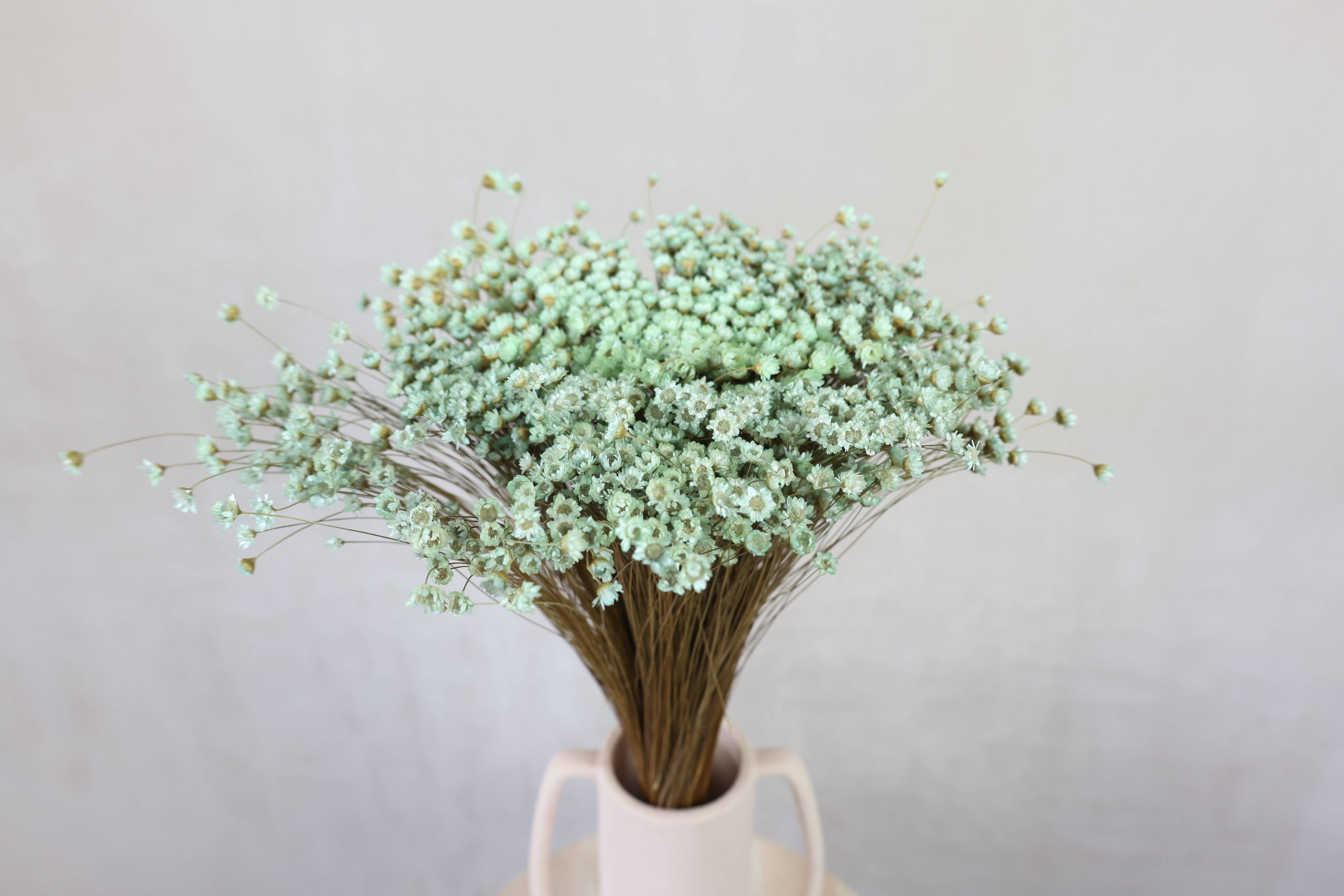 FlowerFantaSee – wholesale Torkade/pressade blommor – Torkade stjärnblommor5