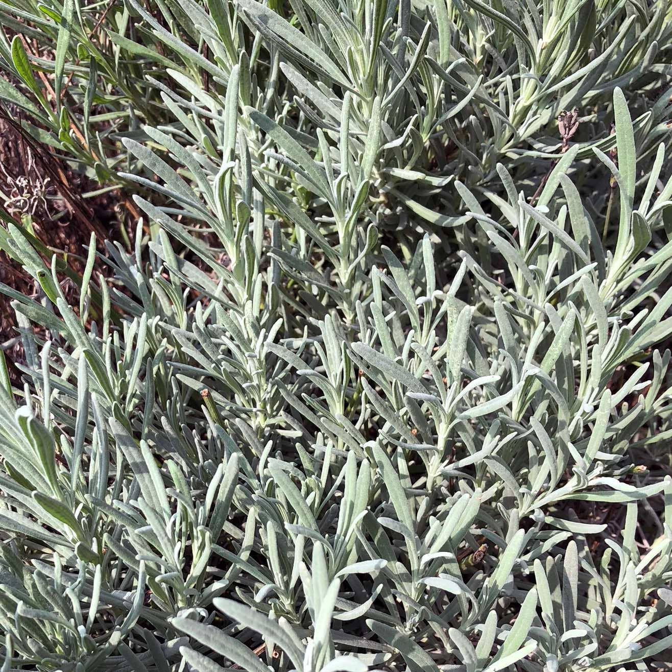 Smoke Camp Crafts - Wholesale Live Plant - Lavender Plant, (Lavendula angustifolia) 2.5-inch pot3