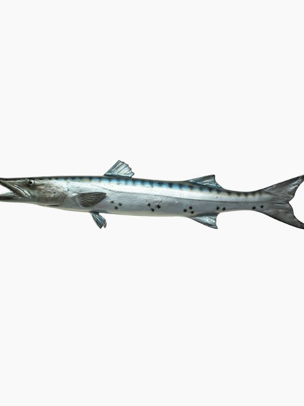 Muro di Barracuda per la vendita all'ingrosso da parte di Bluewave Fish Mounts