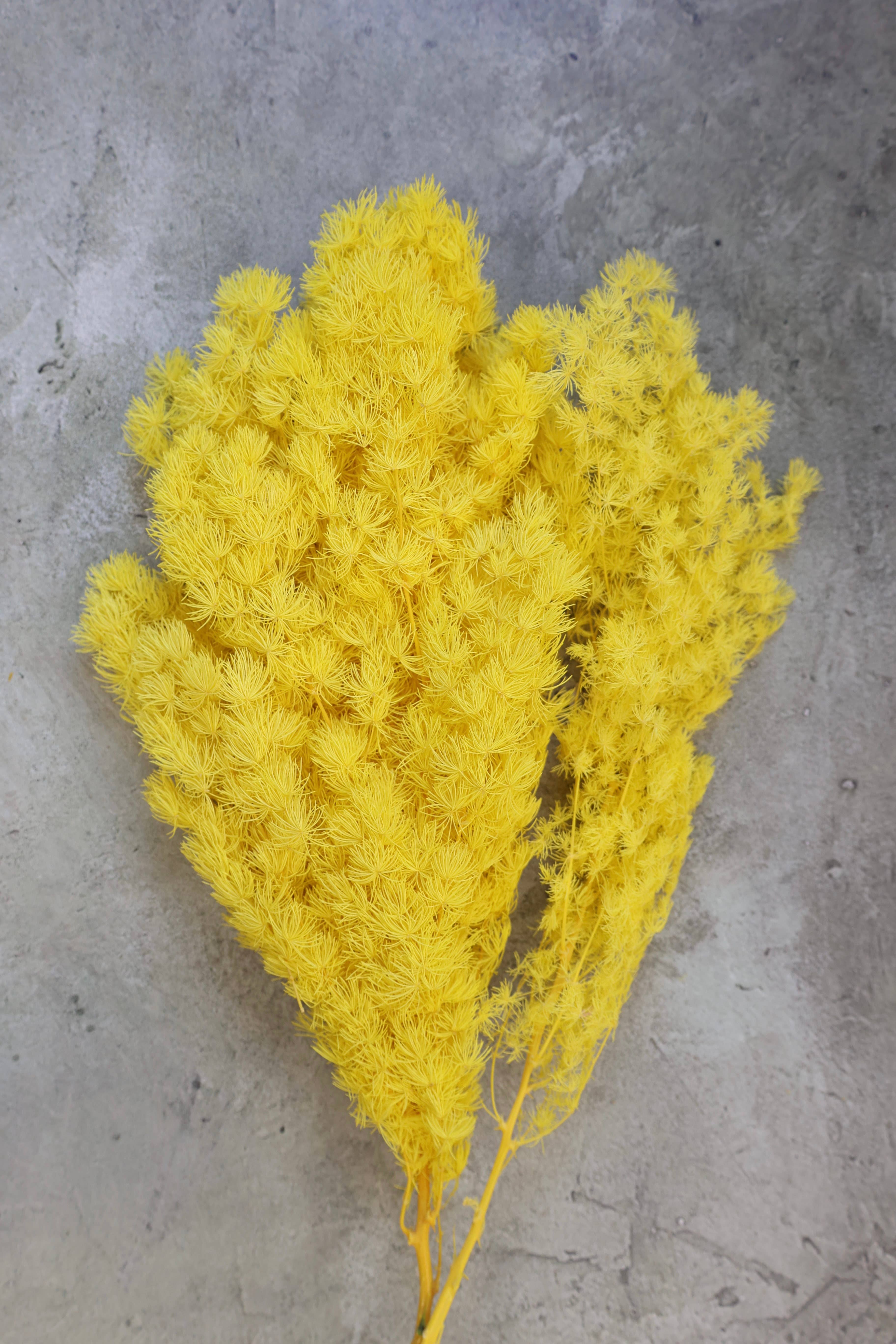 FlowerFantaSee - Wholesale Dried/Pressed Flowers - Preserved Ming Fern9