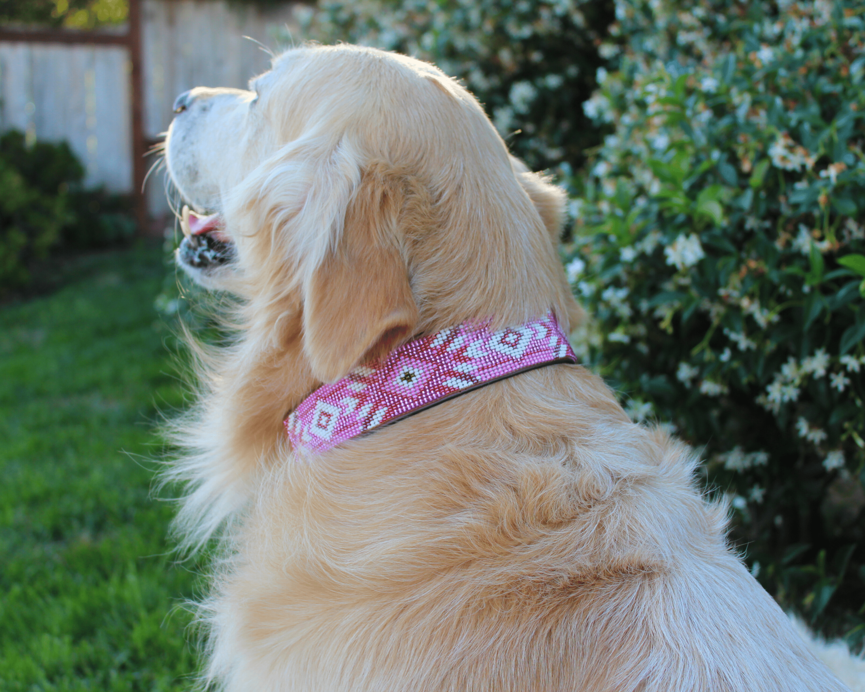 Sambboho - Wholesale Pet Collar - Dog - Melrose Sambboho Dog Collar (Deluxe Edition)6