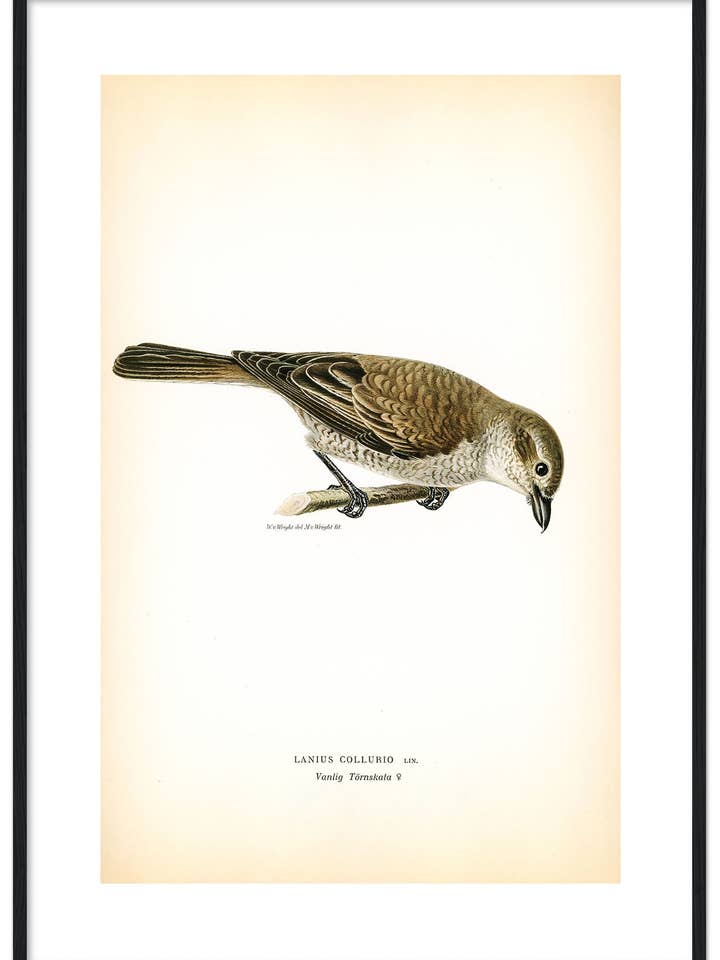 Vanlig törnskata för wholesale av Svenska Fåglar