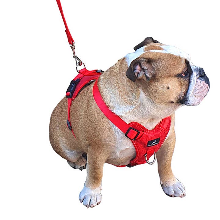 Miro & Makauri - Wholesale Pet Harness - Dog - Dog Training Harness - the Miro & Makauri 'Adventurer' Harness2
