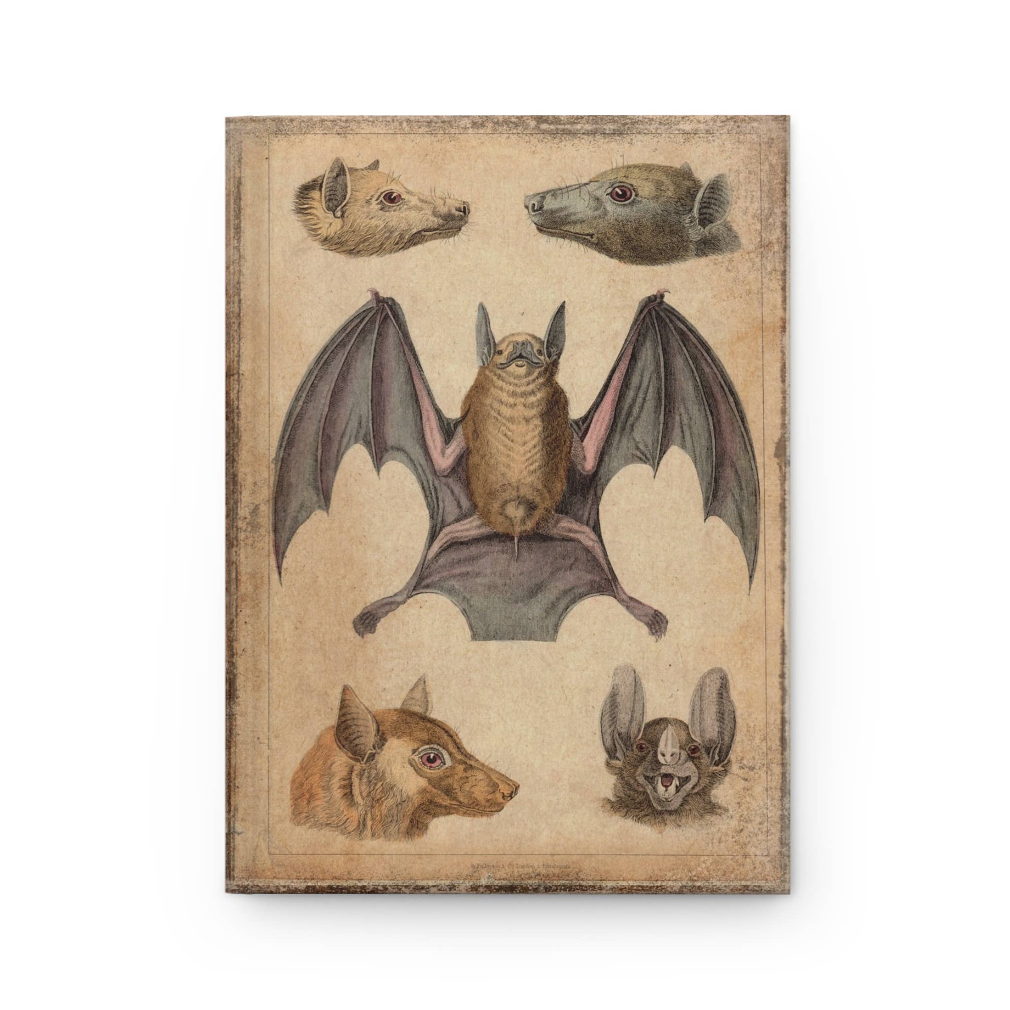 Asunder Bazaar - Wholesale Journal/Diary - Vintage Bats Matte Hardcover Journal2