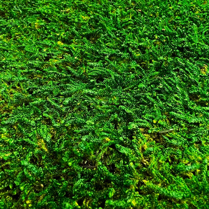 2626 Designs - Wholesale Artificial Plant - Box of 2 12 inch Sheets of Preserved Flat Moss