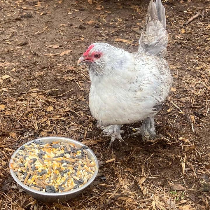 Dahlia Pets - Wholesale Pet treats – Dog - Pampered Chicken Mama 7 Pound Mystery Chicken Treat Bundle: 7 Different Treats Delivered To Your Door!2