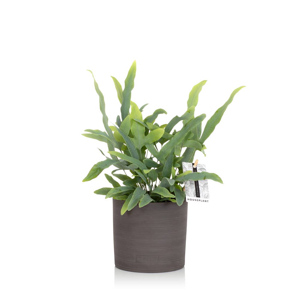 The Little Botanical – wholesale Live plant – British Grown Blue Star Fern2