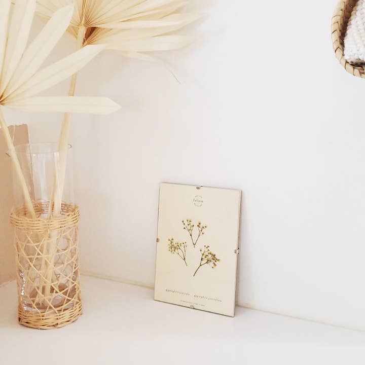 Folium - Maison Botanique - Wholesale Dried/Pressed Flowers - No. 17 · The Gypsophila5