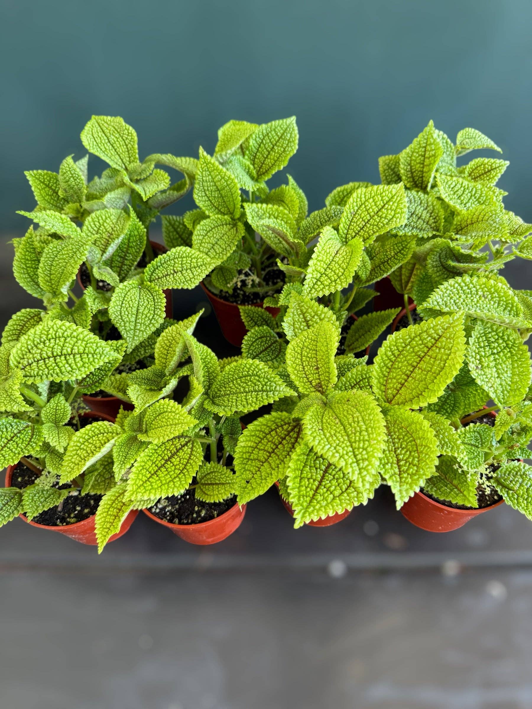 Plant Vault - Wholesale Live Plant - Pilea involucrata “Friendship Plant”1