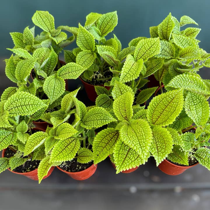 Plant Vault - Wholesale Live Plant - Pilea involucrata “Friendship Plant”1