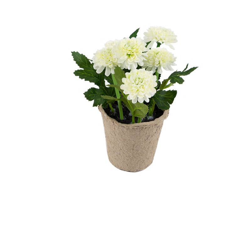 Closer2Nature – wholesale Artificial flowers – Artificial 18cm White Chrysanthemum Plant with Gift Box11