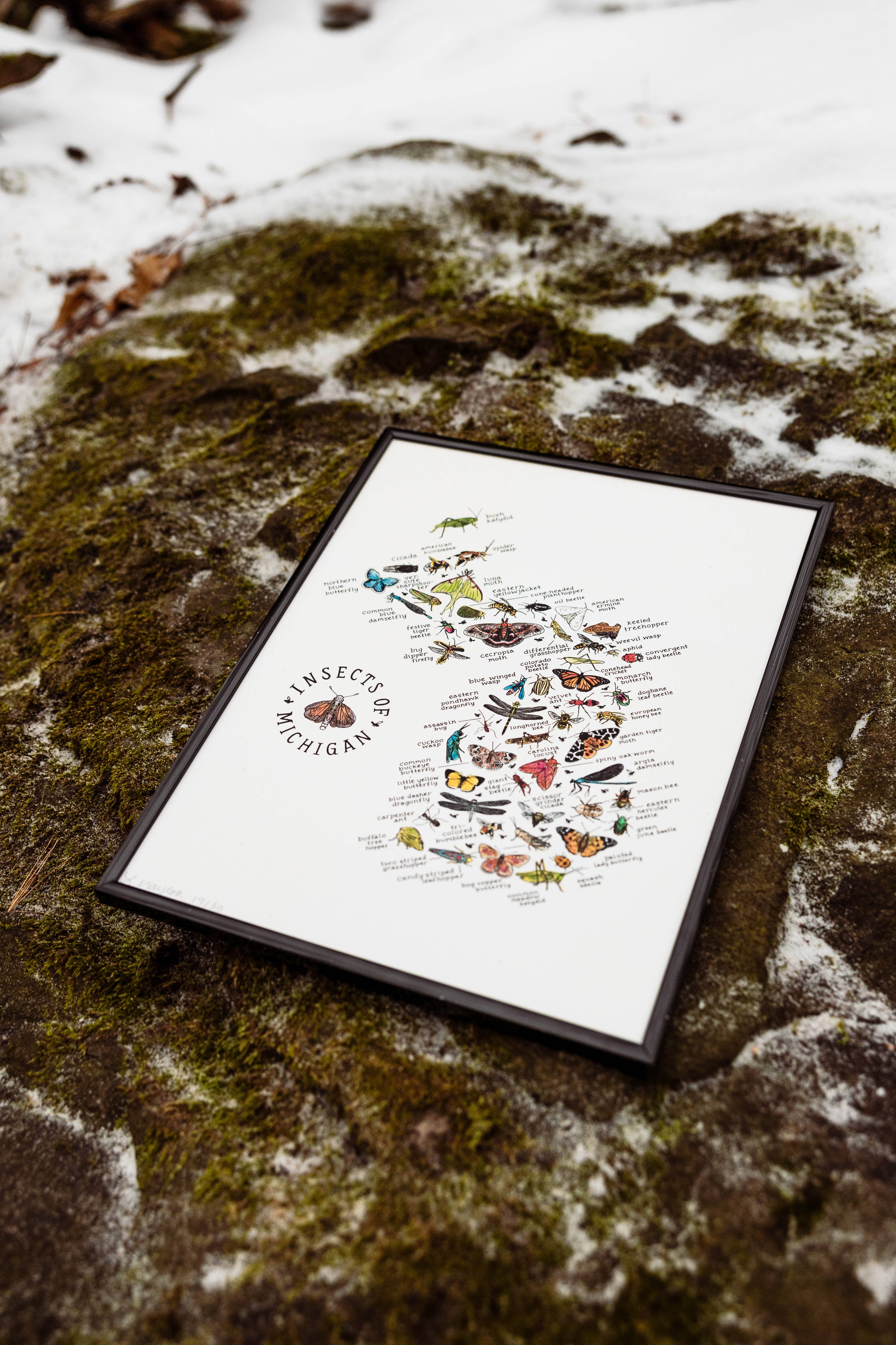 Home Squirrel - Wholesale Art Print - Insects of Michigan Watercolor Art Print 4