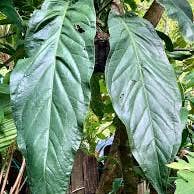 Anthurium Big Bill for wholesale by Dick's Sticks and Exotics