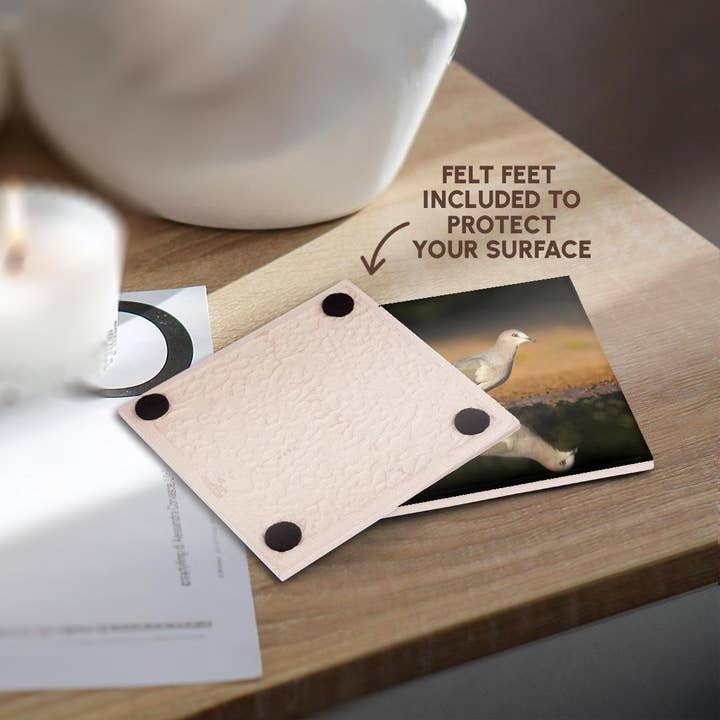 3dRose - Wholesale Coasters - 3dRose, White-tipped dove, Leptotila verreauxi by pond., Coaster3