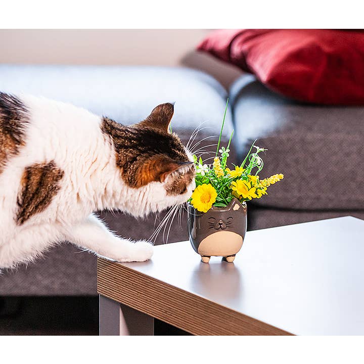 Abbott - Wholesale Plant Pot - Sm Cat on Legs Planter-3" H7