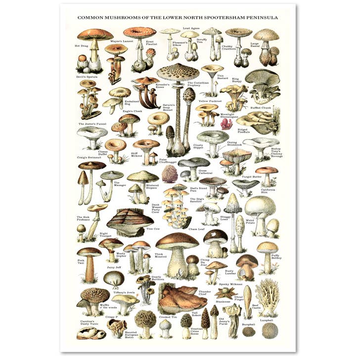 Arcane Bullshit - Wholesale Poster - "Common Mushrooms" Risograph Poster