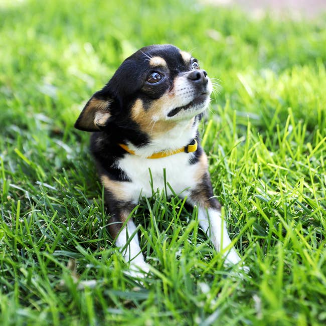 Mimi Green - Vendita all'ingrosso Collare - Cani e gatti - Collare per Cucciolo o Gatto con Fiocco in Velluto - Set1