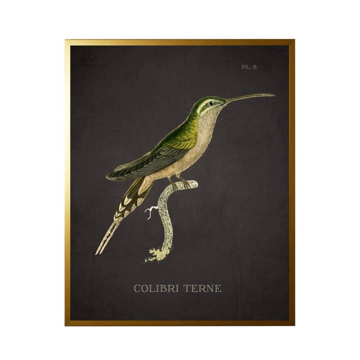 C Hummingbird vendt plade 8 på sort baggrund for engroshandel hos Antique Curiosities Inc