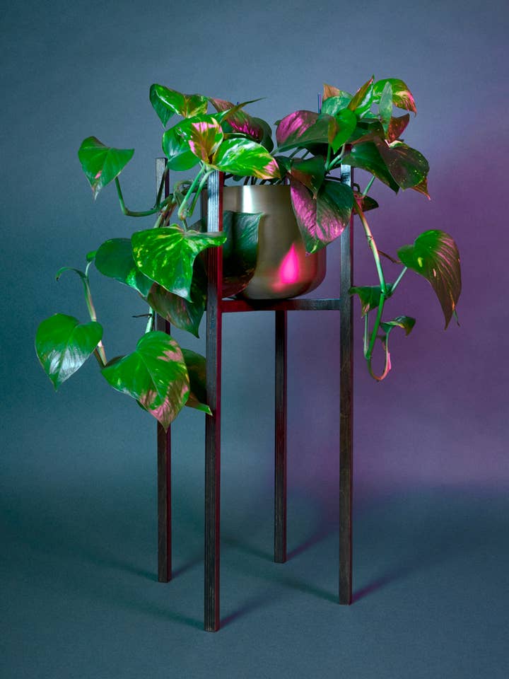 ITUS INGENTIS for engroshandel hos Maison Tessier