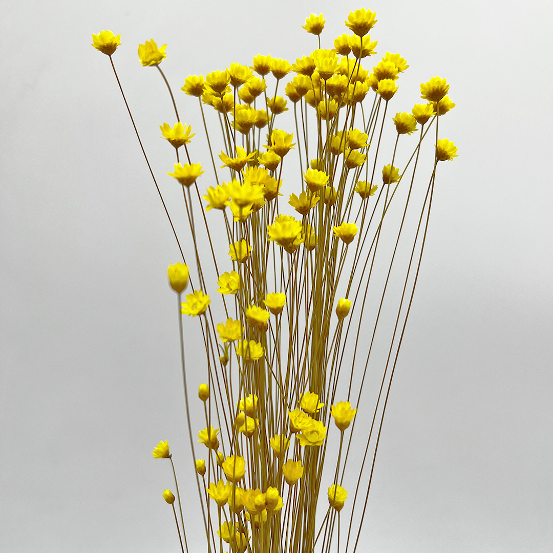 2626 Designs - Vendita all'ingrosso Fiori finti - Fiore Piccola Stella Preservato, 40-50 cm di lunghezza28