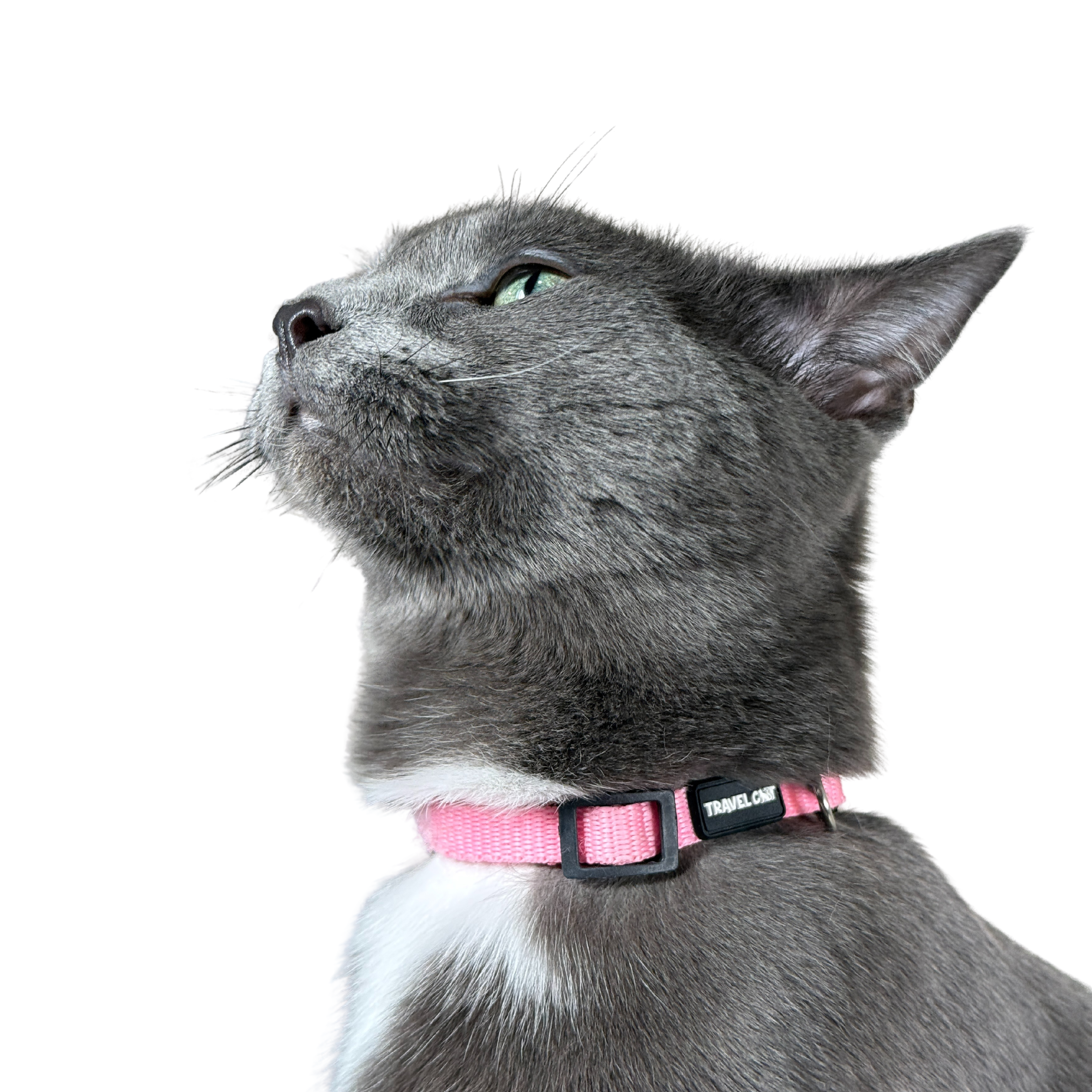 Travel Cat Wholesale - Vente Collier – chat - Collier pour chat « The Travel Cat »15