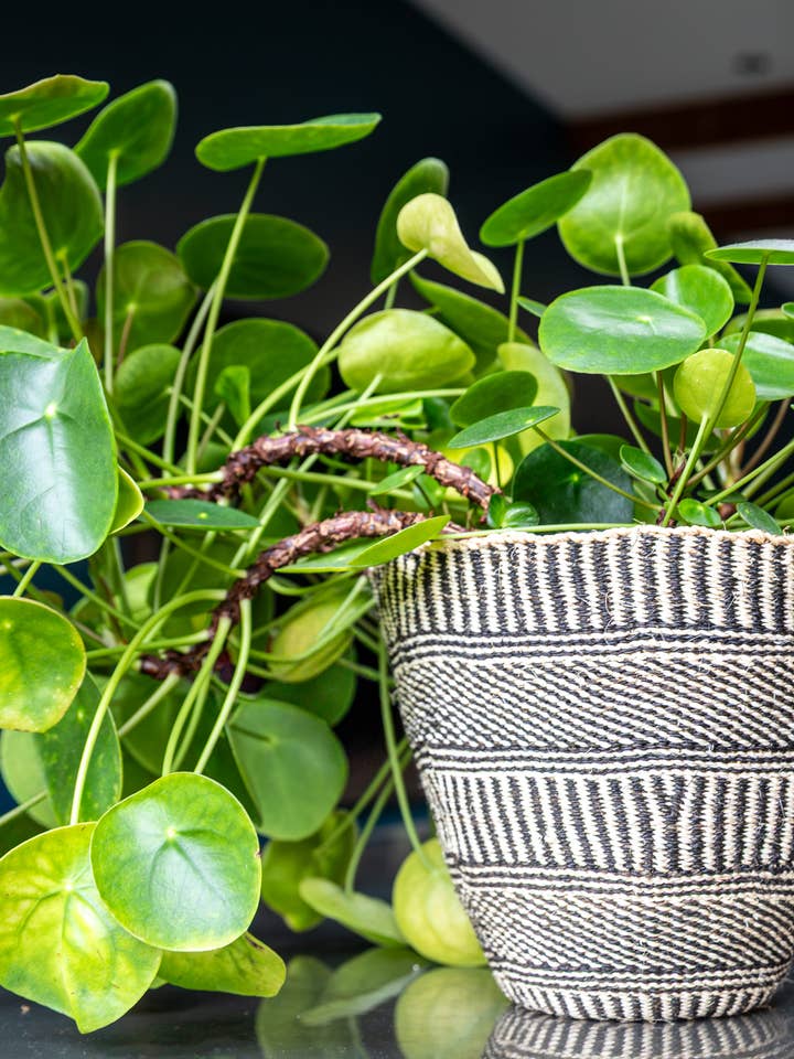 Cesta Gráfica en Blanco y Negro Fineweave para venta al por mayor de Crafts by Solid