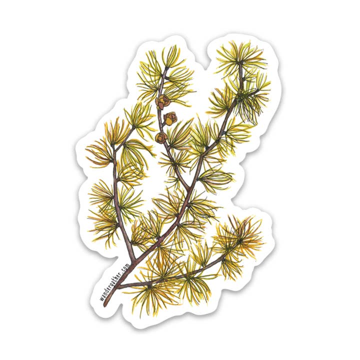 Adhesivo impermeable con rama de alerce de tamarack, planta nativa para venta al por mayor de Wander & Gather