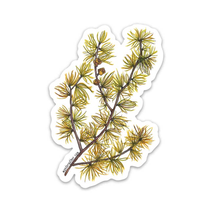 Tamarack Larch Branch Native Plant Waterproof Sticker for wholesale by Wander & Gather