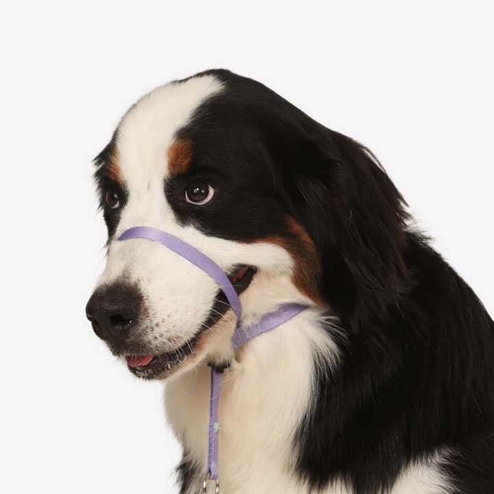 Toh - Wholesale Pet Collar - Dog - Coleira de Cabeça para Cão Lilás2