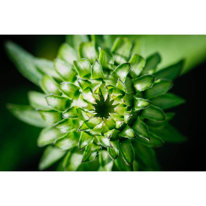 Garden Monster Fine Art Print for wholesale by Christi Kraft Photography