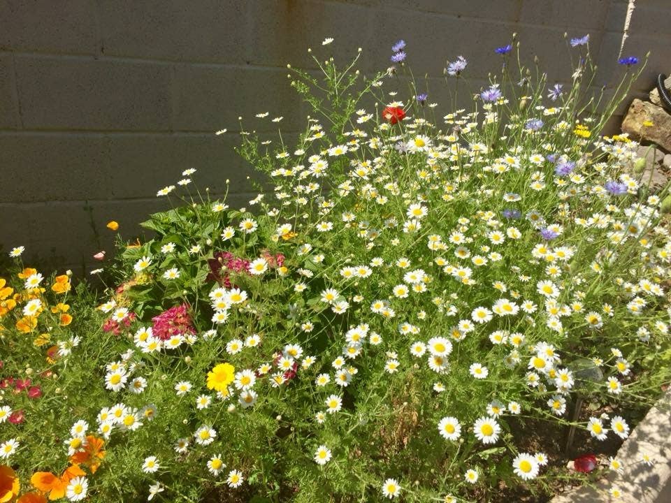 Hello! Playdough! - Wholesale Plant seeds - Bee bombs - Native Wildflowers1