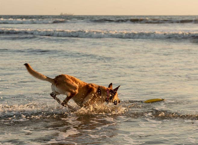 Katie's Bumpers - Wholesale Pet Squeaky Toy - Dog - Best Tug Toy For Dogs KB Super Sqwuggie1