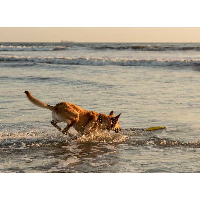 Katie's Bumpers - Wholesale Pet Squeaky Toy - Dog - Best Tug Toy For Dogs KB Super Sqwuggie1