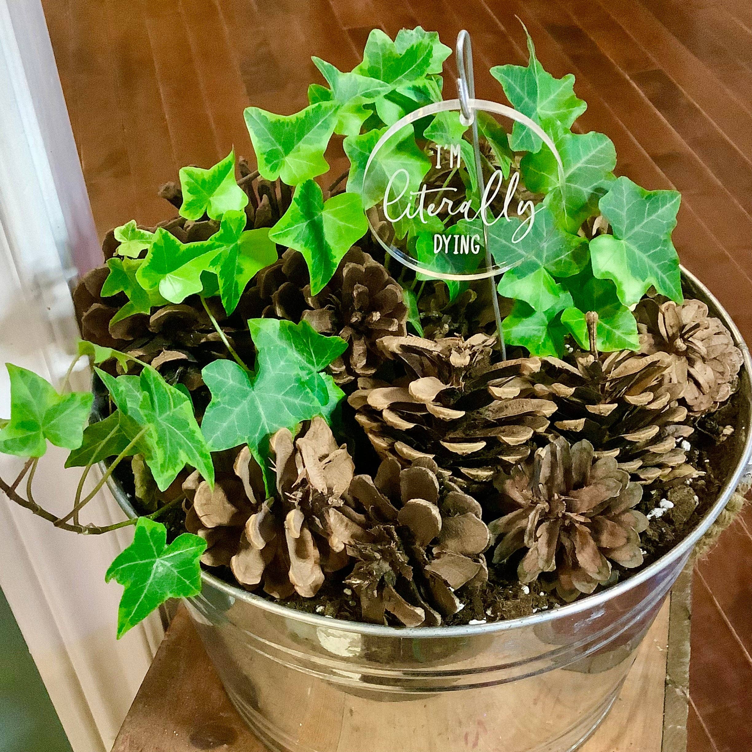 Crawford Custom Engraving - Wholesale Garden/Lawn Stake - Plant and Garden Markers, Plant Puns, Funny Plant Markers6