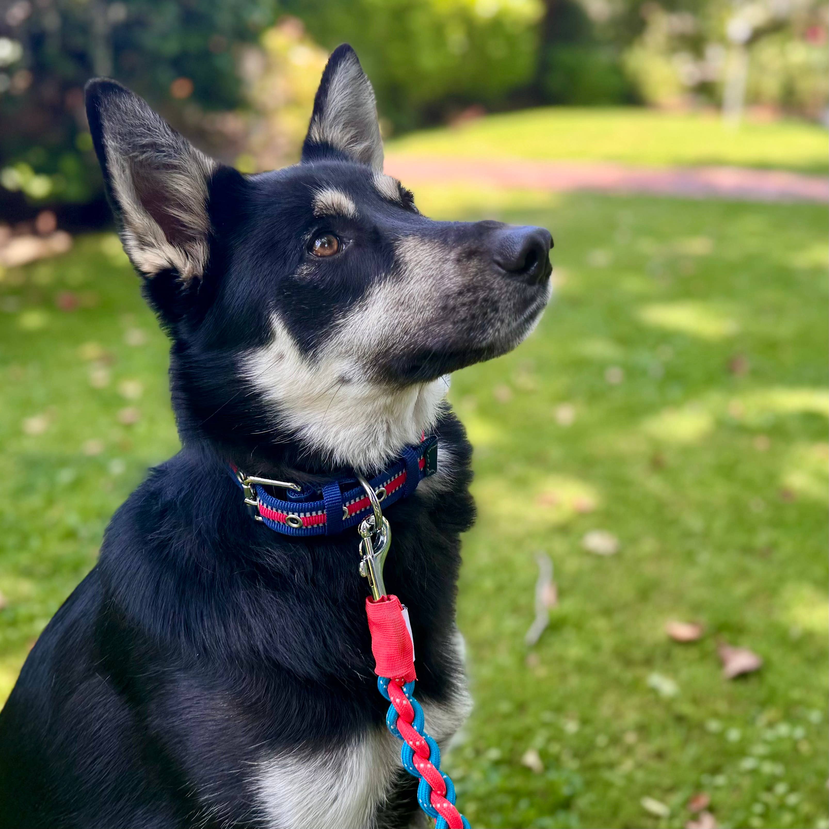 Blueberry Pet – wholesale Halsband - Hund – 3M Reflekterande Randig Hundhalsband – Hållbart & Stilfullt13