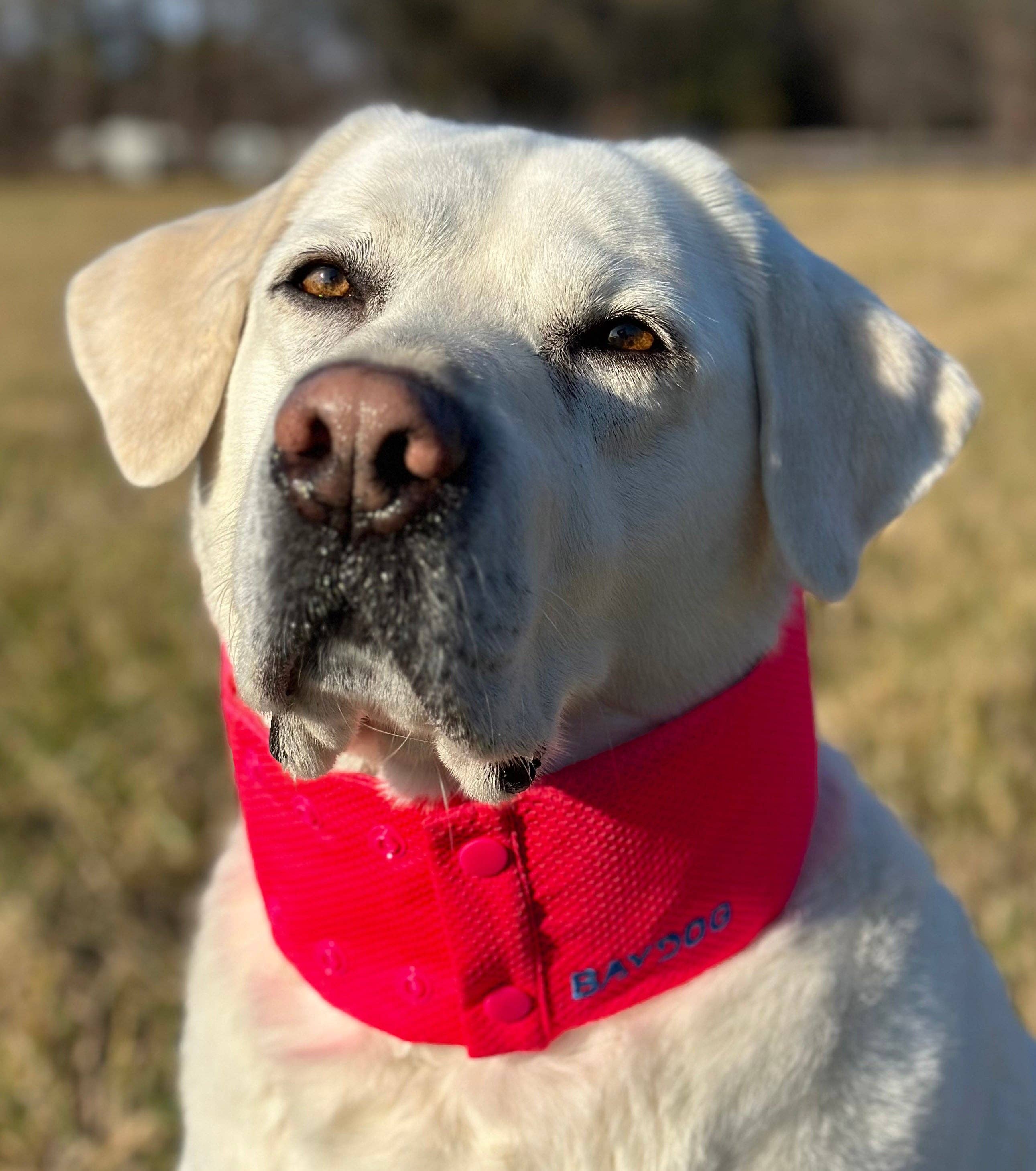 BAYDOG – Engroshandel Halsbånd - Hund – Arctic Bay kølehalsbånd til hunde15
