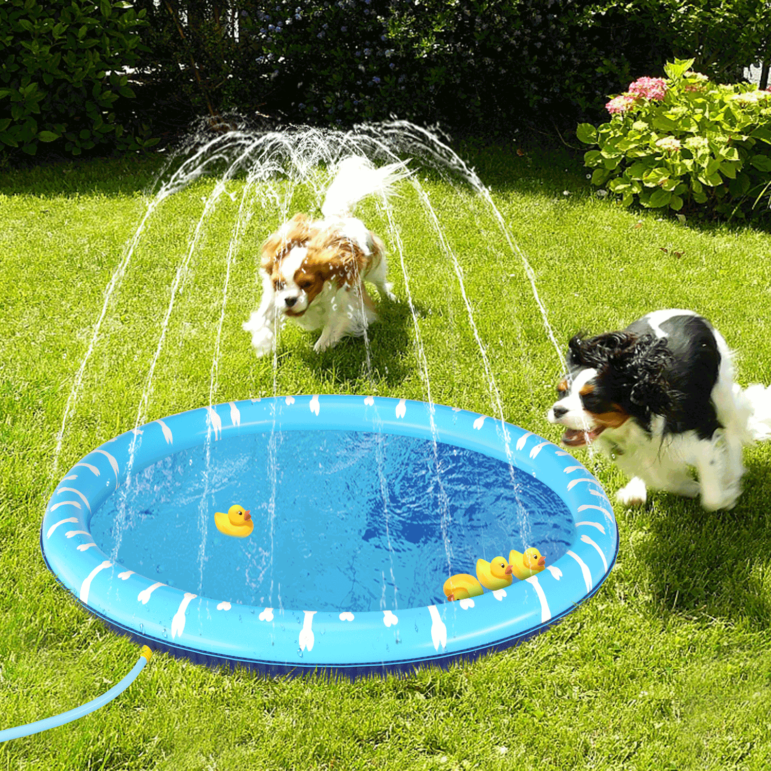 Nobleza - Wholesale Pet Pool - Dog - Nobleza - Dog Pool with Sprinkler6