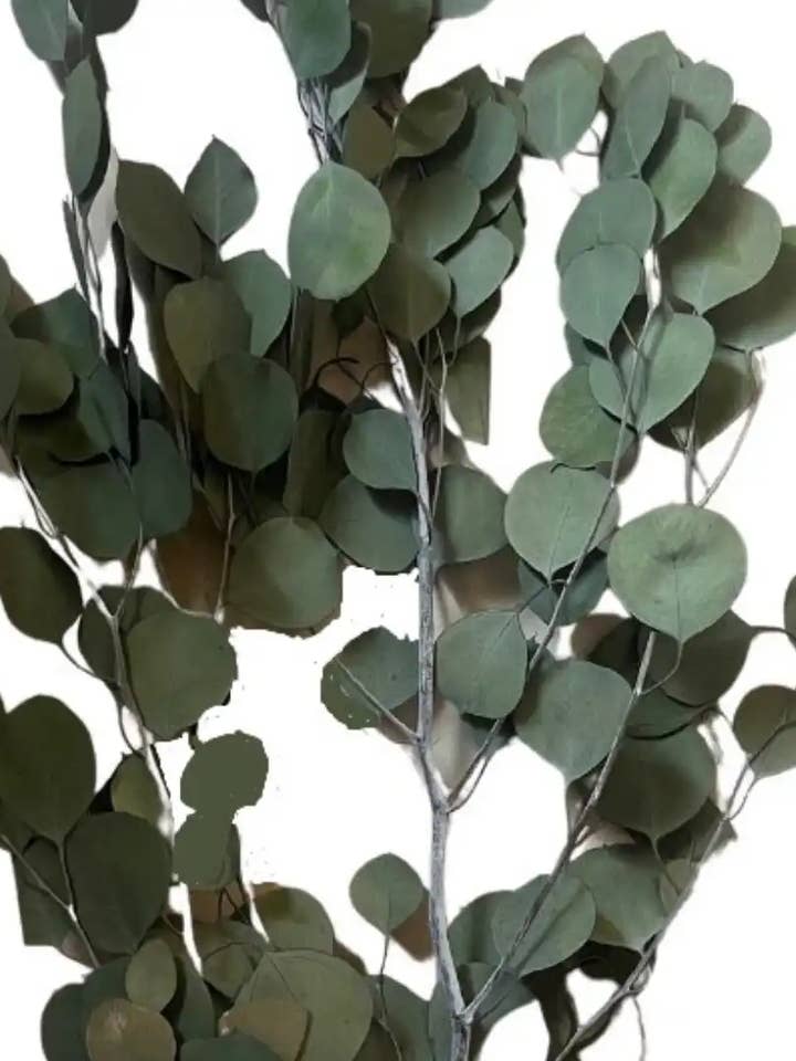 Eucalyptus Rotondo per la vendita all'ingrosso da parte di Botanico Ltd.
