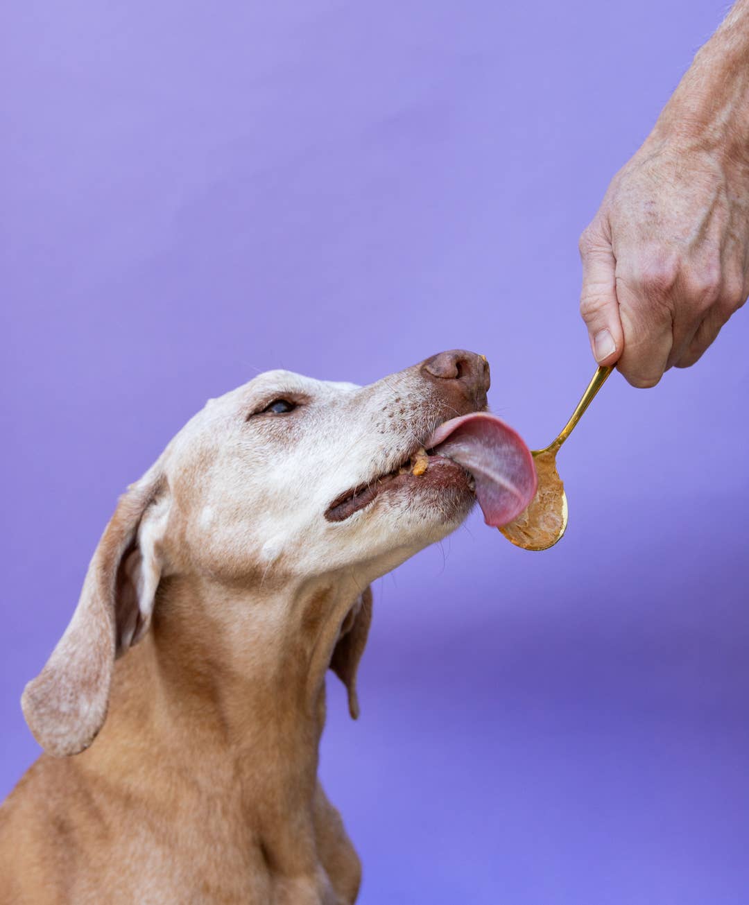 Big Spoon Roasters - Wholesale Pet Treats - Dog - Banana Flax Wag Butter3