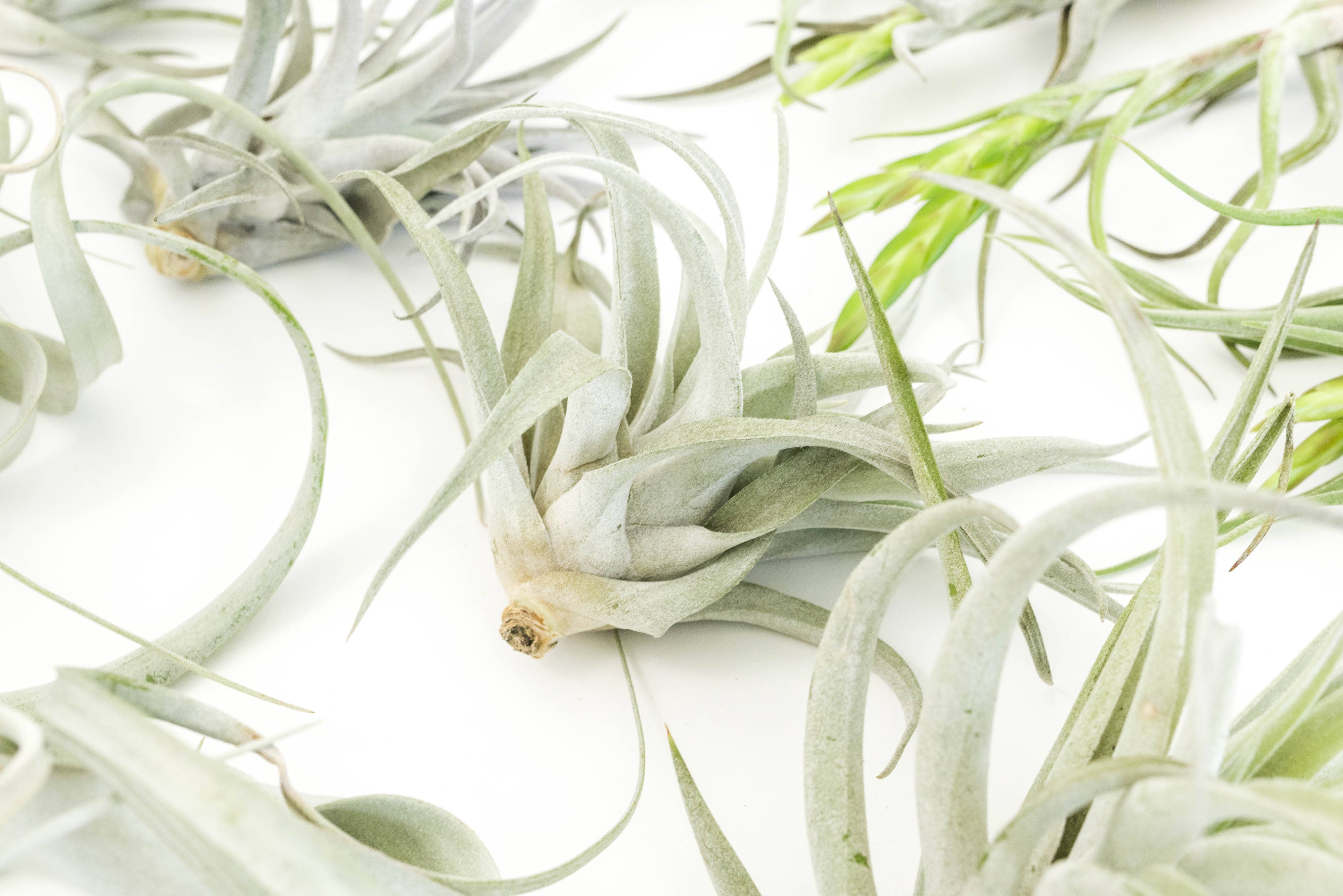 Air Plant Shop - Wholesale Live Plant - The Best Seller Tillandsia Air Plant Pack - 48 Plants8
