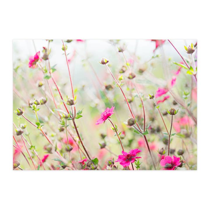 Carte postale "Potentille du Népal III" pour la vente par paruspaper. nutzfeine papeterie