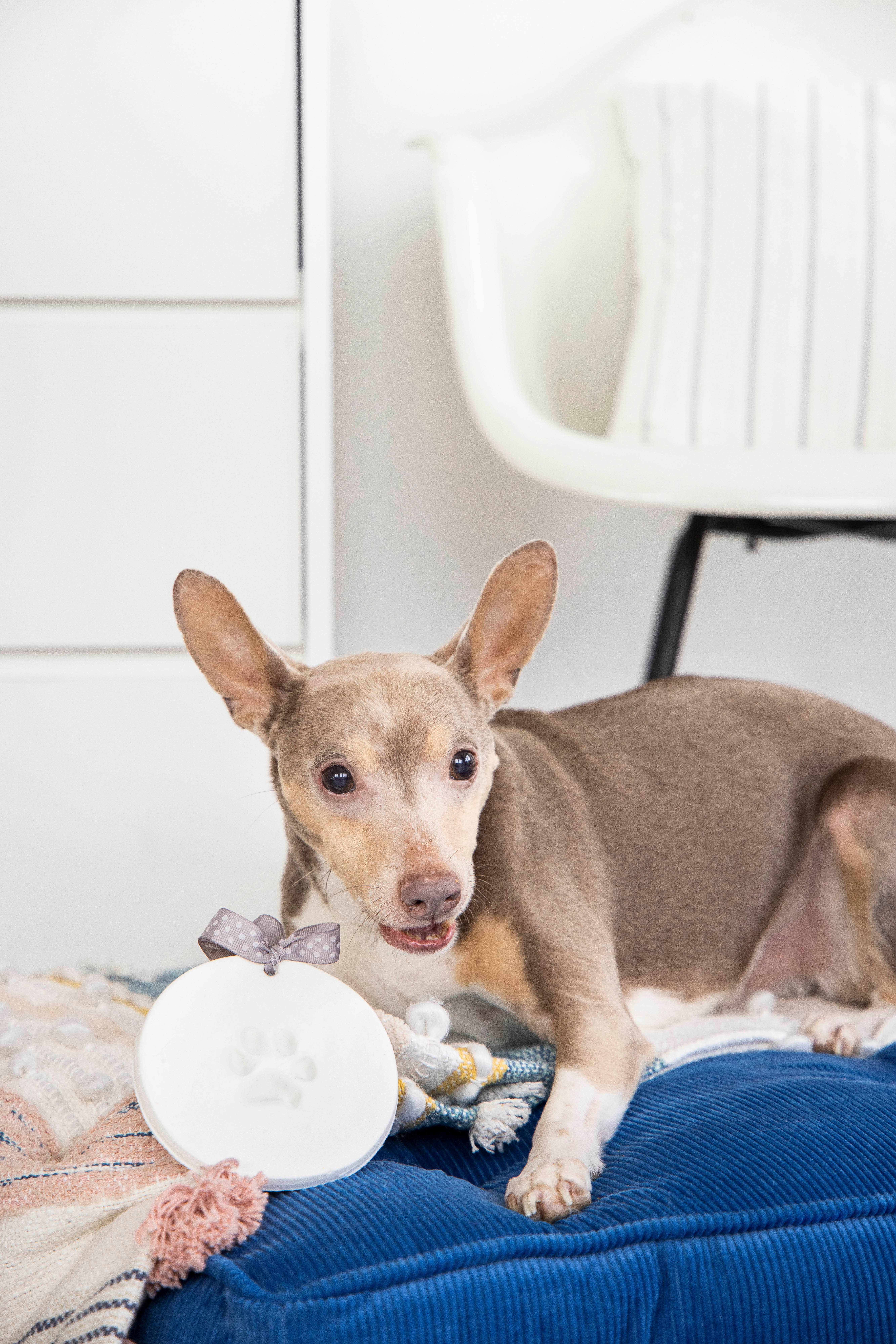 Pearhead - Wholesale Ornament - Pet Pawprints Keepsake Ornament Kit, Christmas Pet Gift10