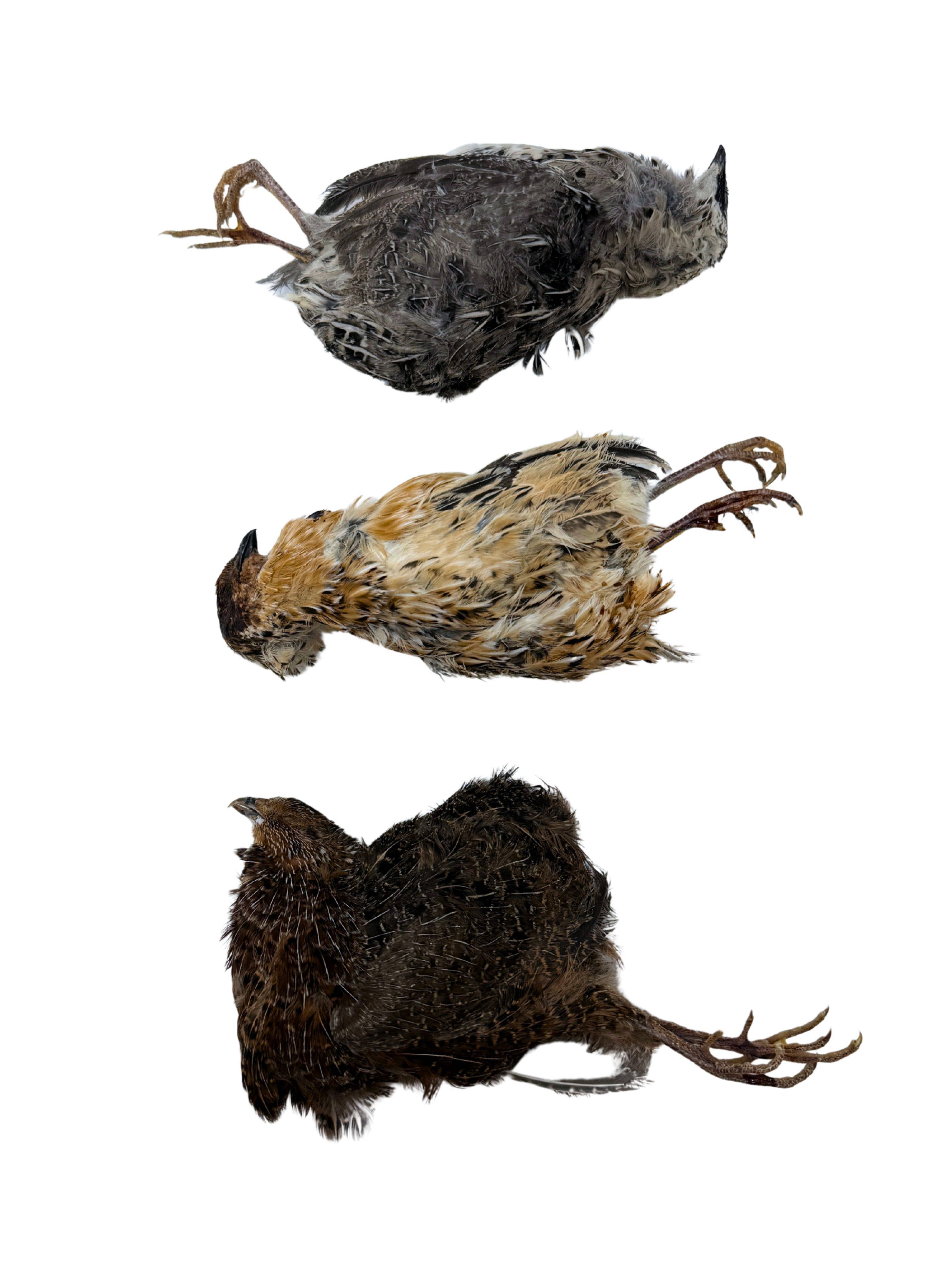 Litto Howler - Wholesale Pet Treats - Dog - Whole Prey Quail2